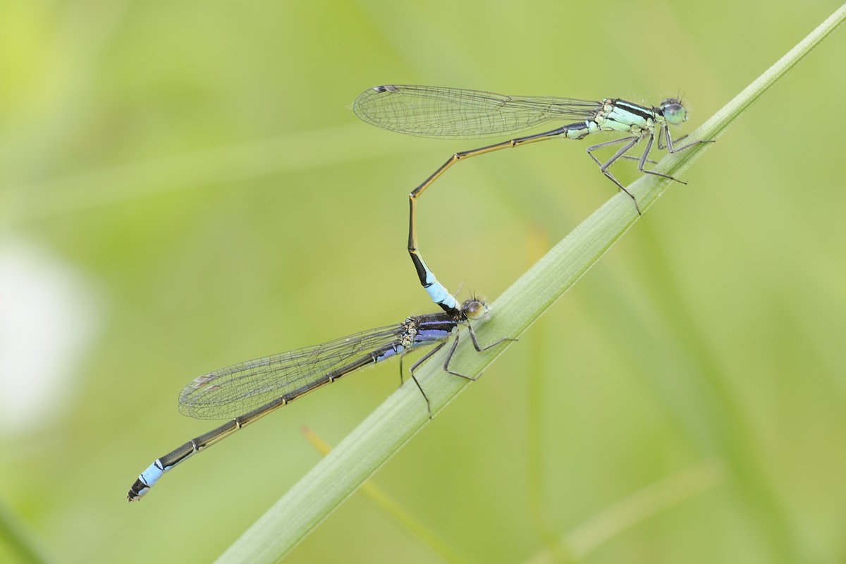 Copula di Ischnura con femmina andocroma